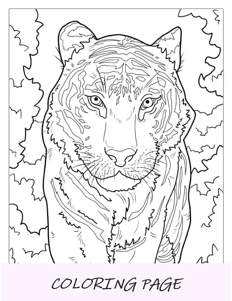 Pagina da colorare tigre bianca