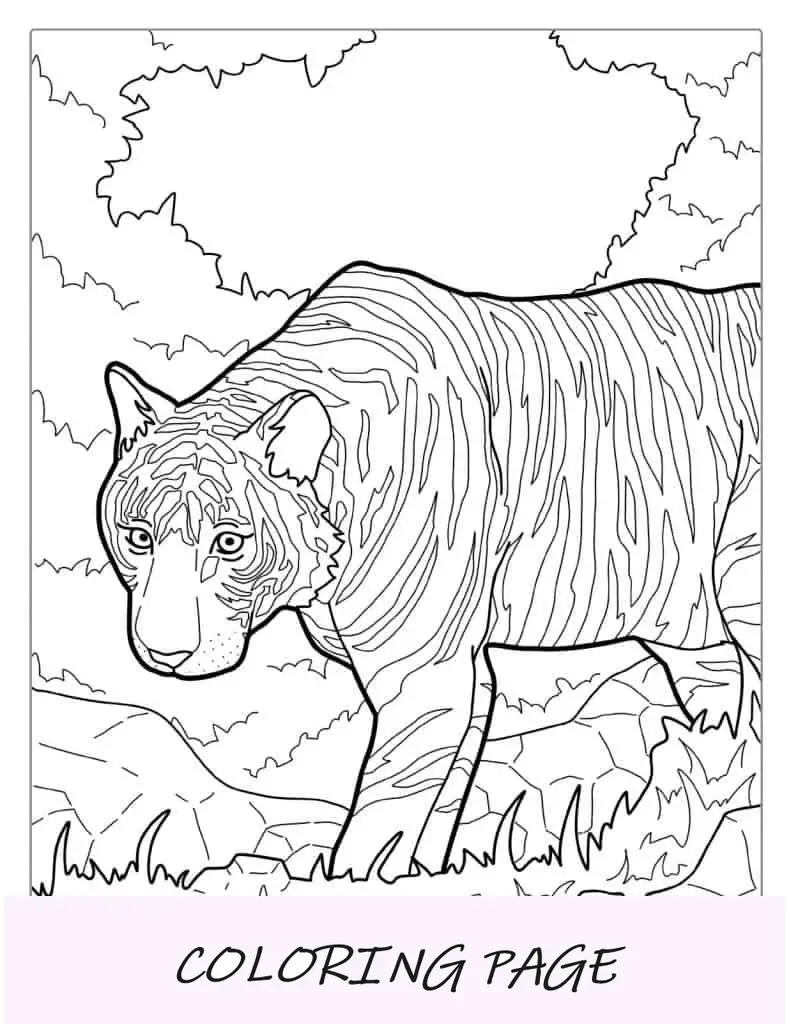 Tigre siberiana allo stato brado