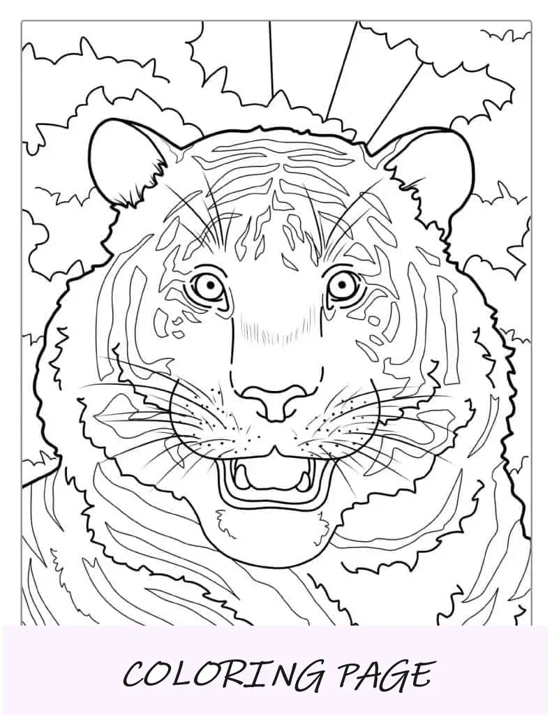 Pagina da colorare tigre felice con il naso grosso