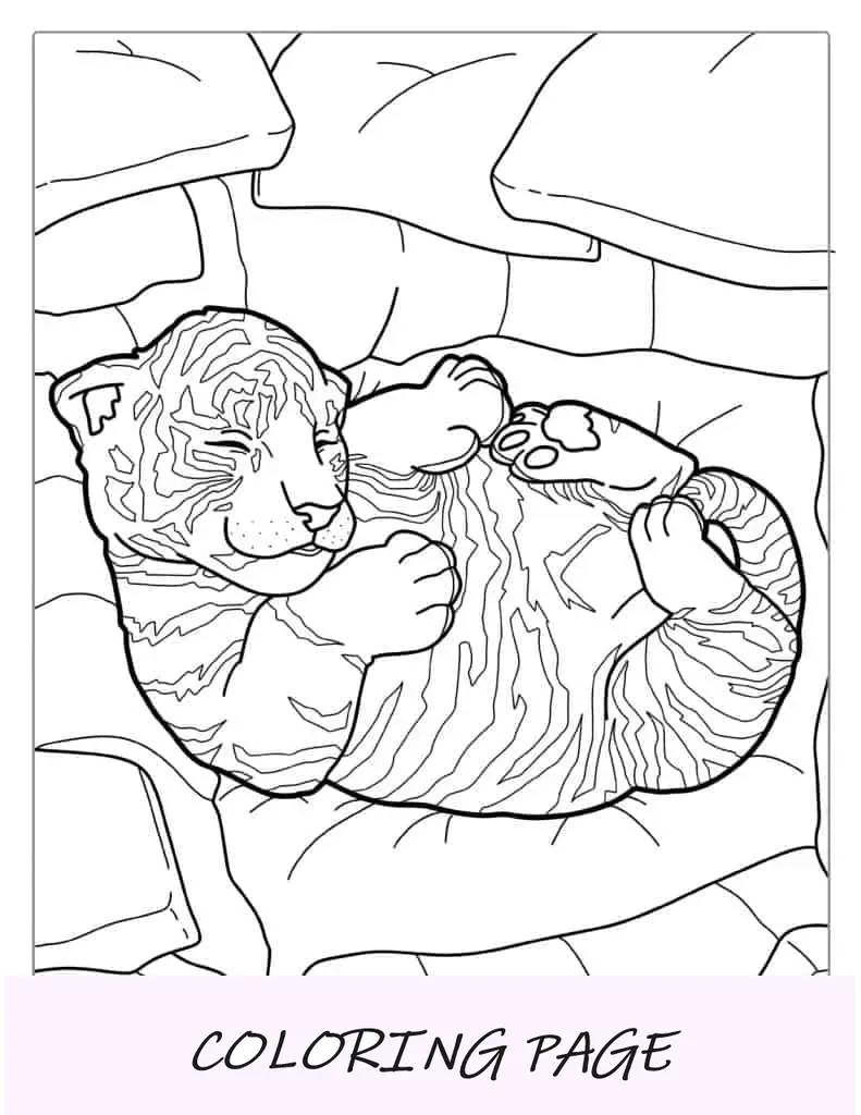 Cute Baby Tiger Dorme In Una Palla
