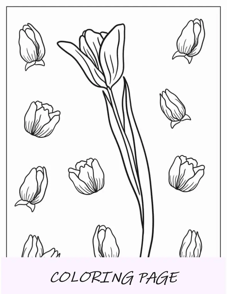 Einfache Tulpenblumen-Malseite