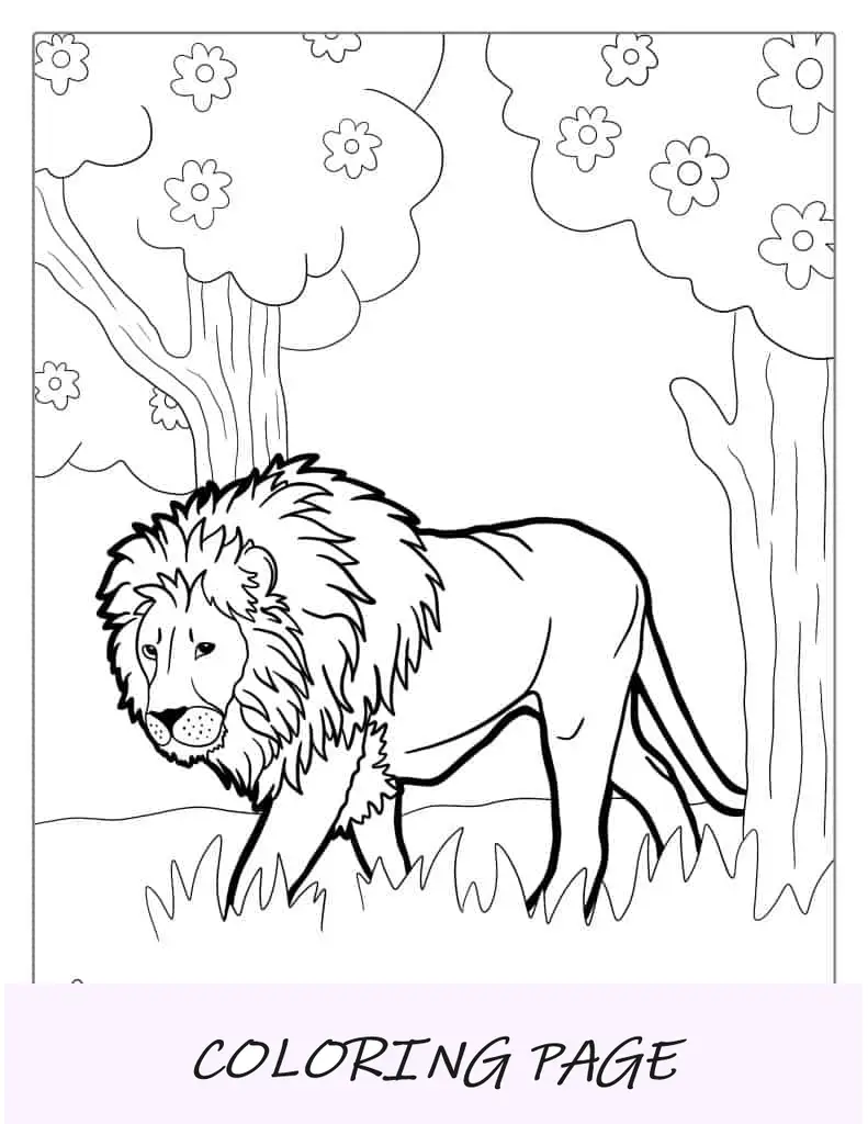 Leão vagando na selva para colorir