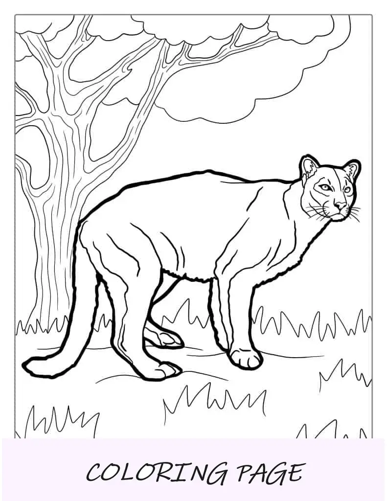 Página para colorir do leão da montanha