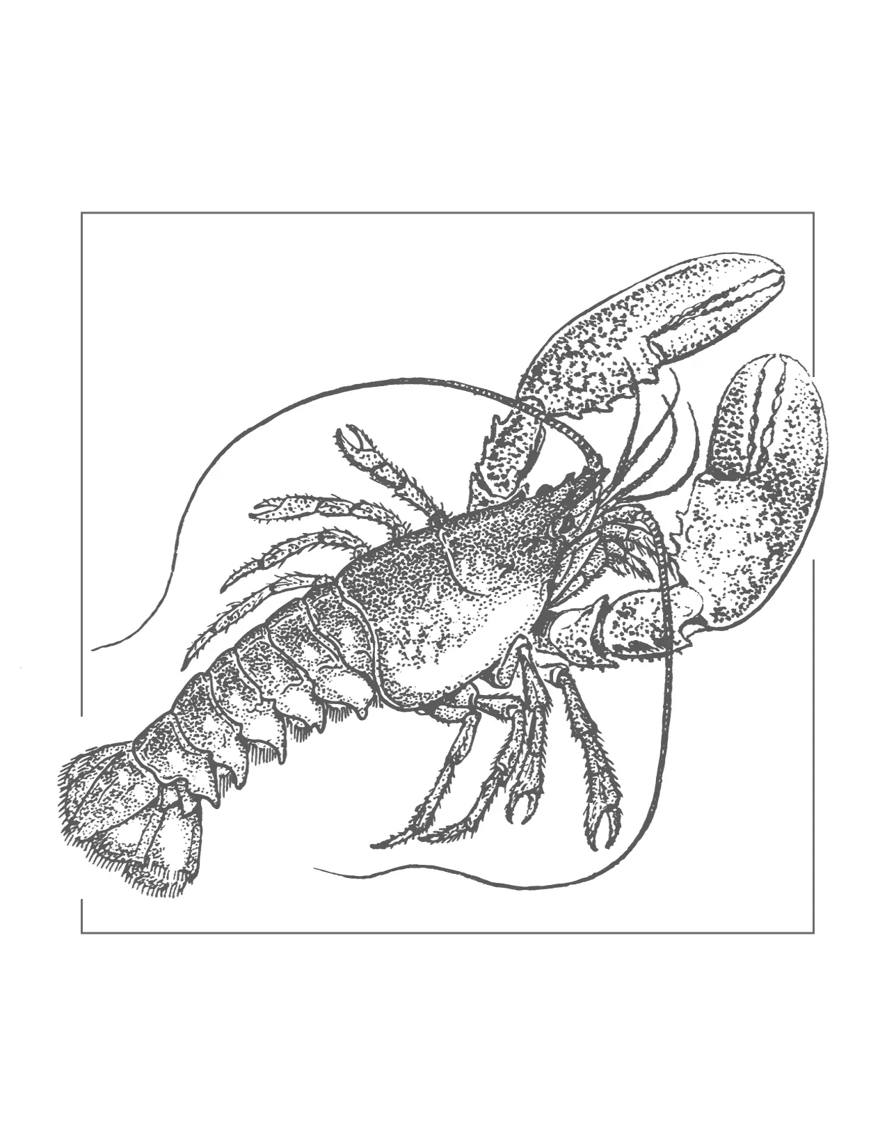 Lobster Printable Coloring Page