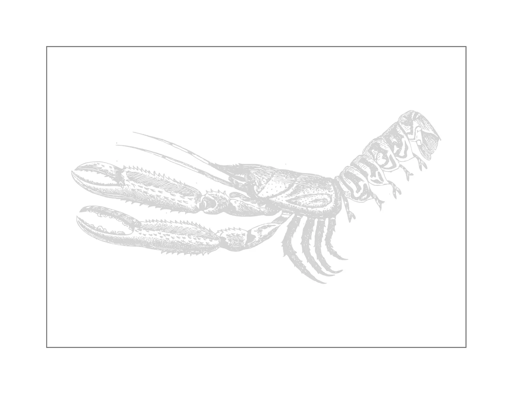 Lobster Tracing Sheet