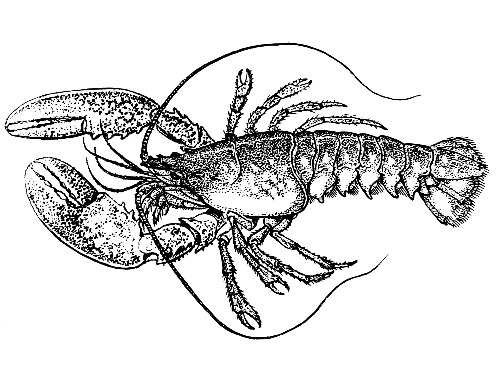 Lobster Coloring Page