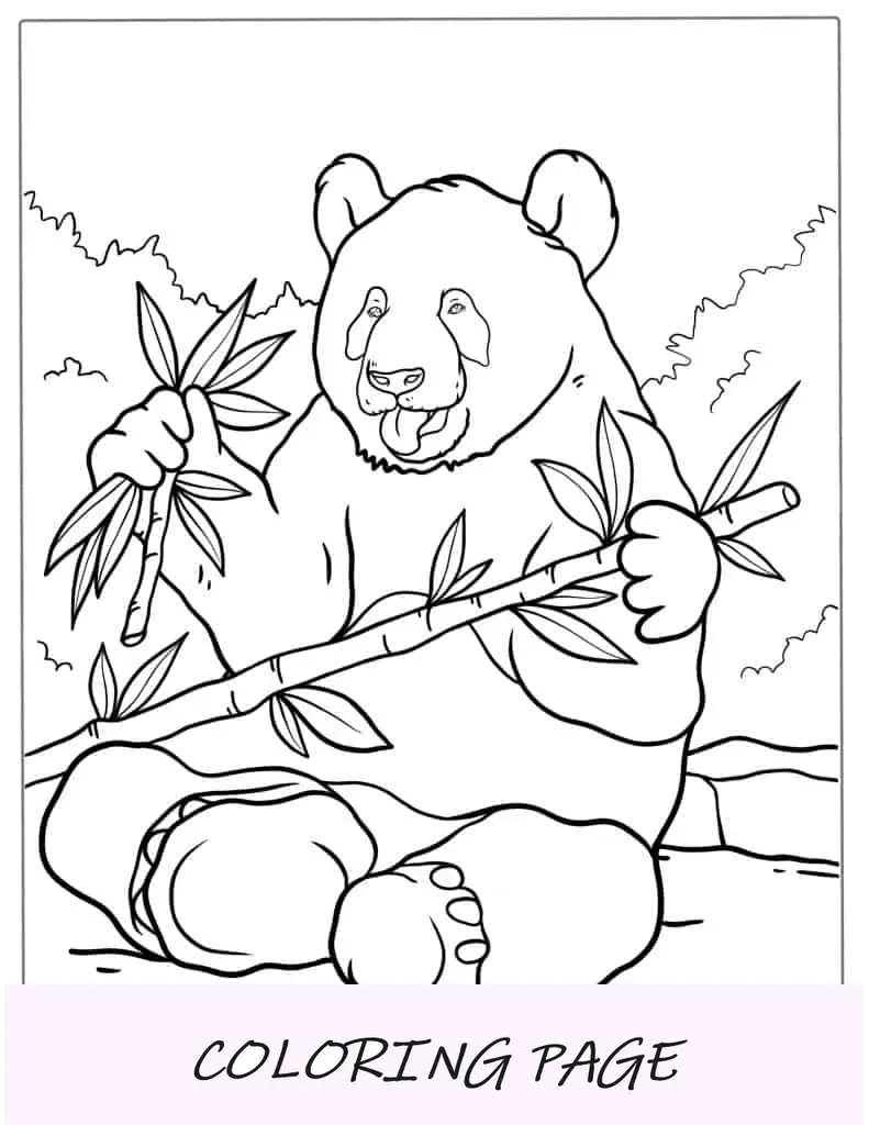Panda gigante sentado e comendo bambu