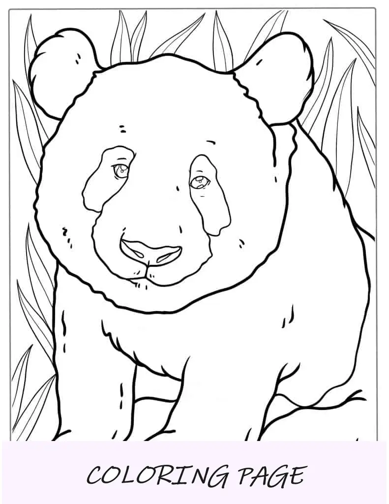 Contorno simples do bebê panda para colorir