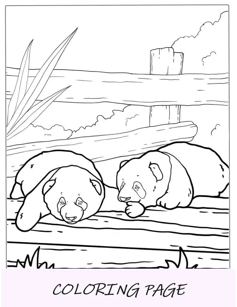 Folha Para Colorir Dois Bebês Pandas Brincando