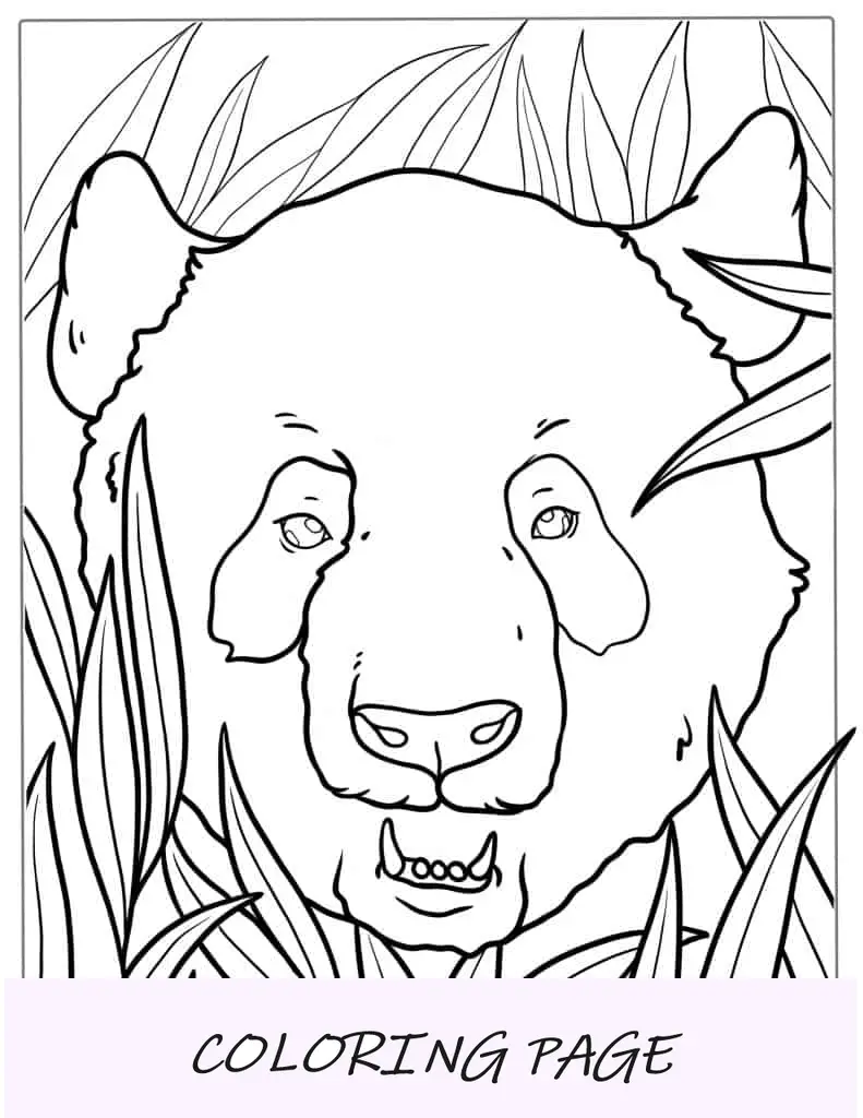 Contorno da cabeça do panda para colorir