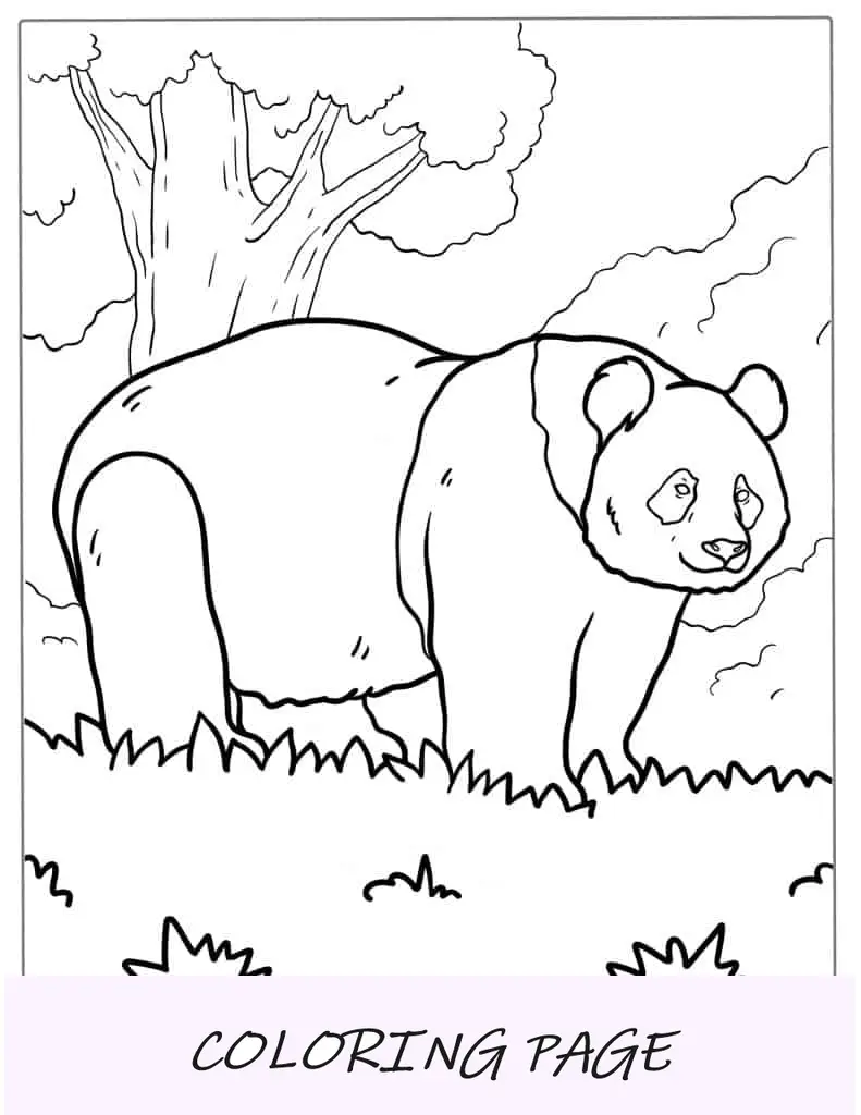 Panda gigante andando na grama para colorir