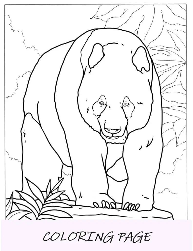 Panda gigante na selva