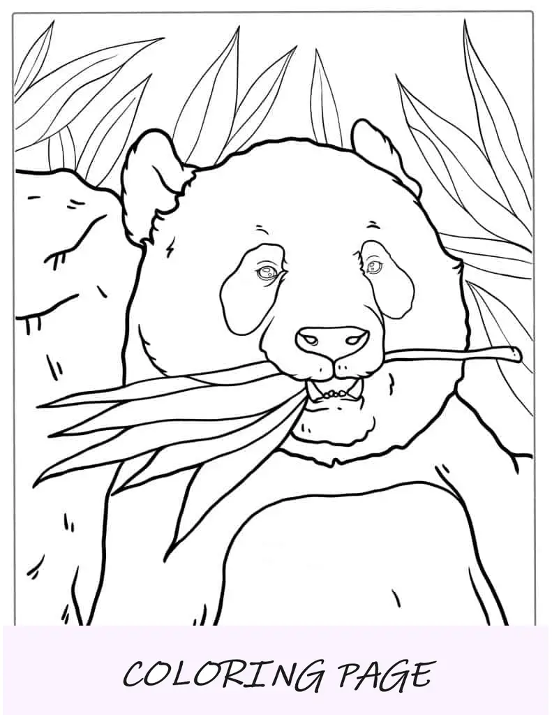 Imagem para colorir de panda adulto comendo bambu