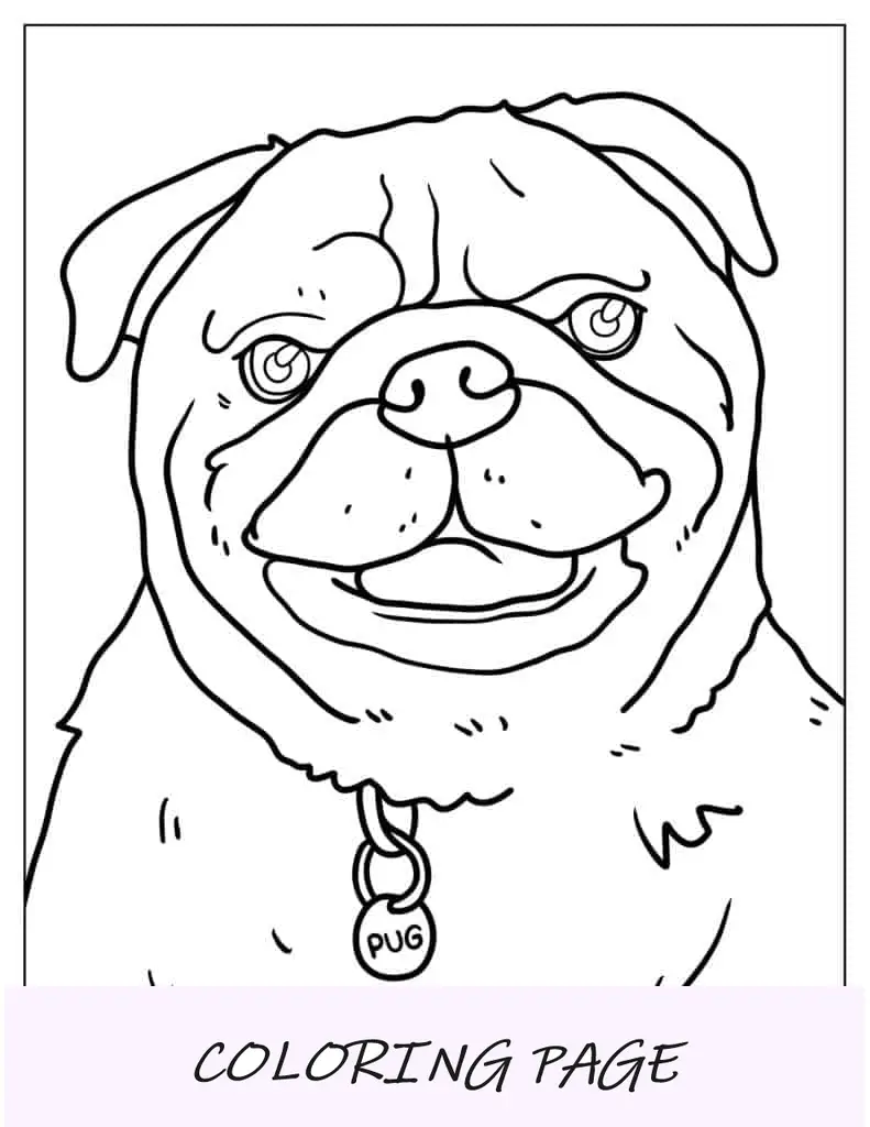 Página detallada para colorear de cara de Pug
