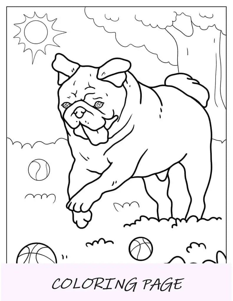 Pug feliz persiguiendo la pelota