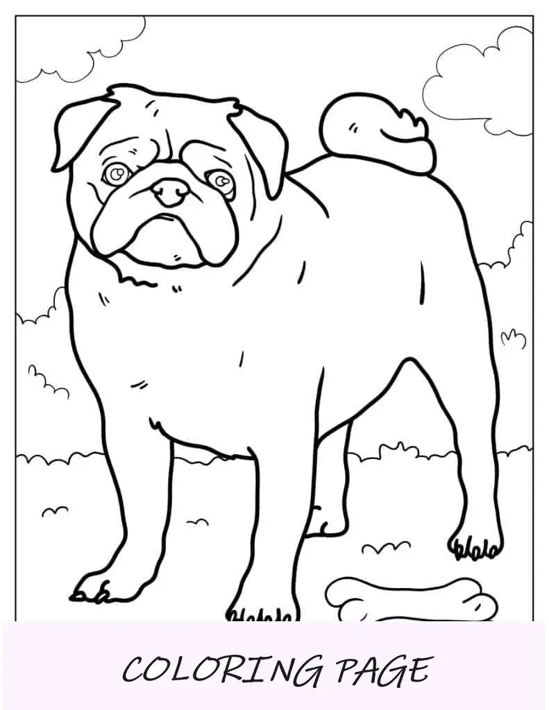Pug en un parque con hueso para colorear