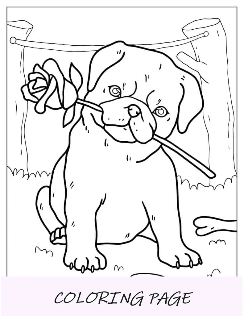 Cachorro Pug Sosteniendo Flor En La Boca Para Colorear