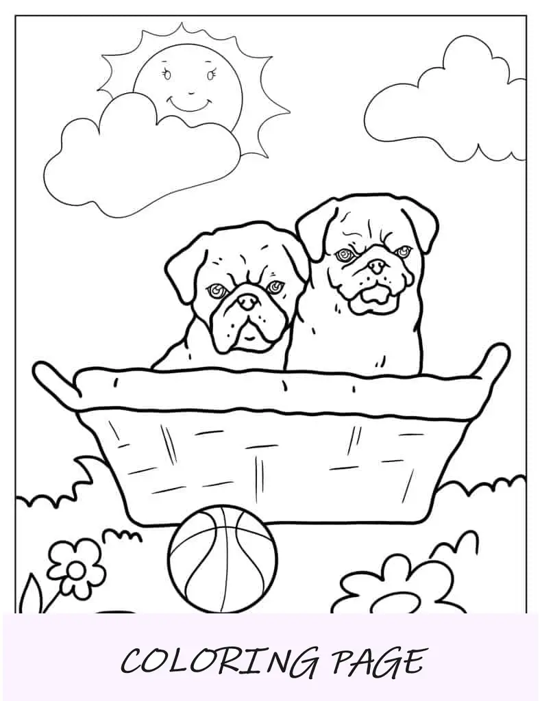 Dos lindos cachorros de Pug para colorear