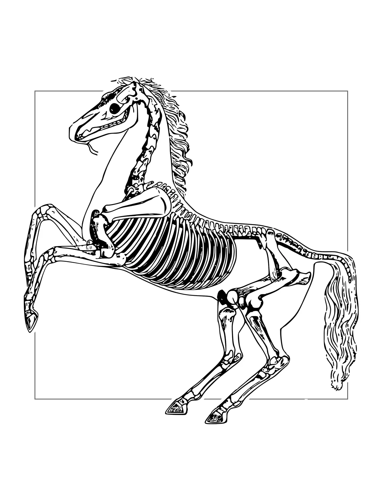 Horse Skeleton Coloring Page