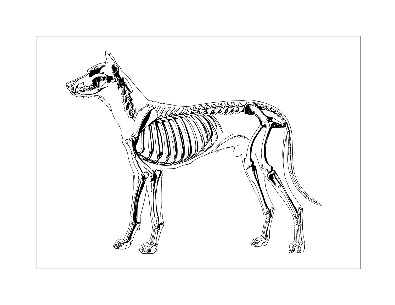 Dog Skeleton Coloring Page