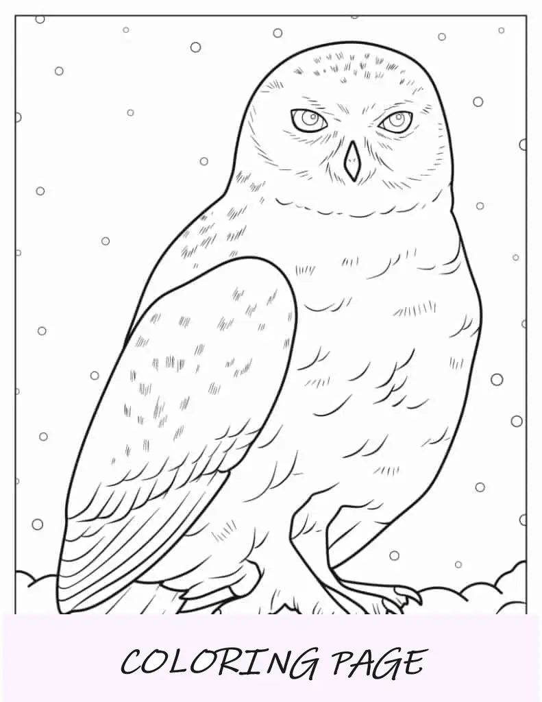 Detaillierte Schneeeule zum Ausmalen
