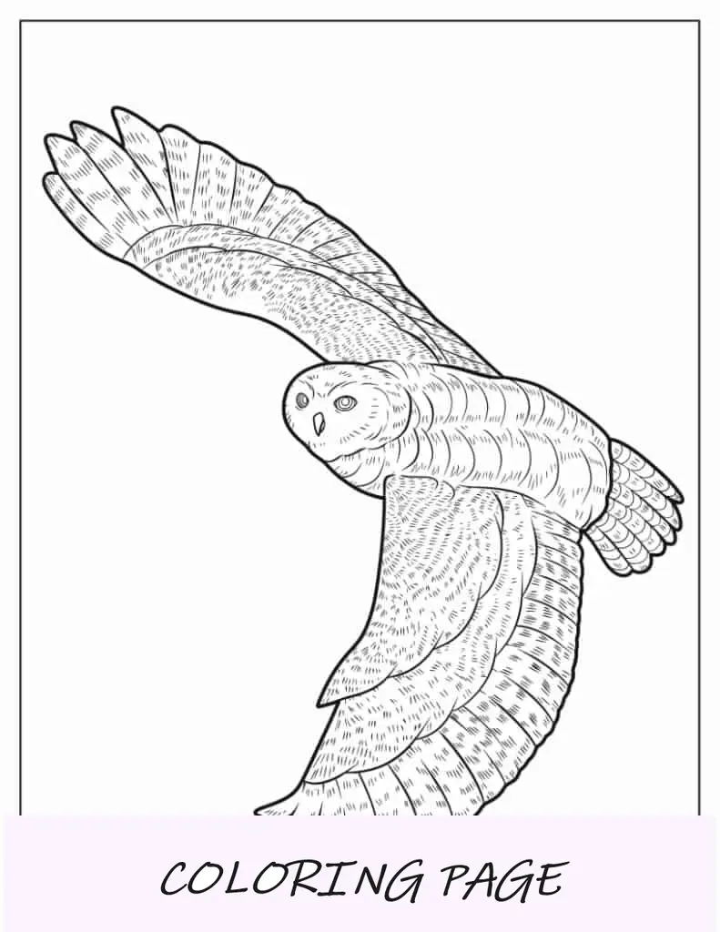 Schleiereule fliegt mit großen Flügeln