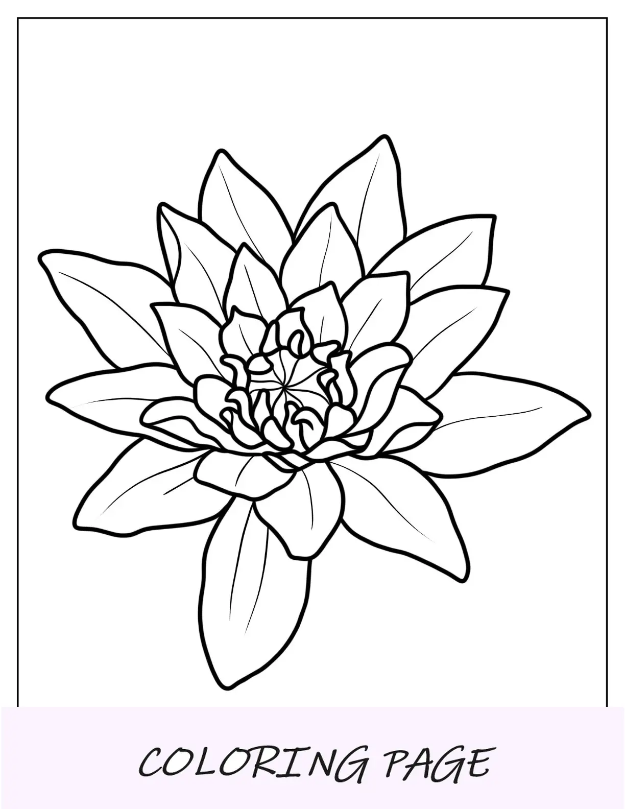 Desenhos para colorir de flores de nenúfar da meia-noite