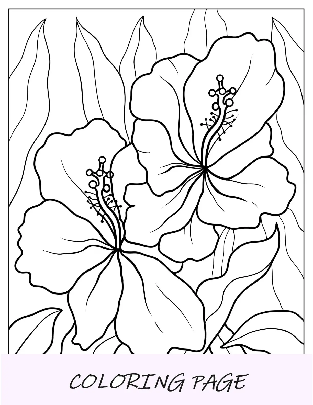 Desenhos para colorir de flores de grandes hibiscos entre folhas