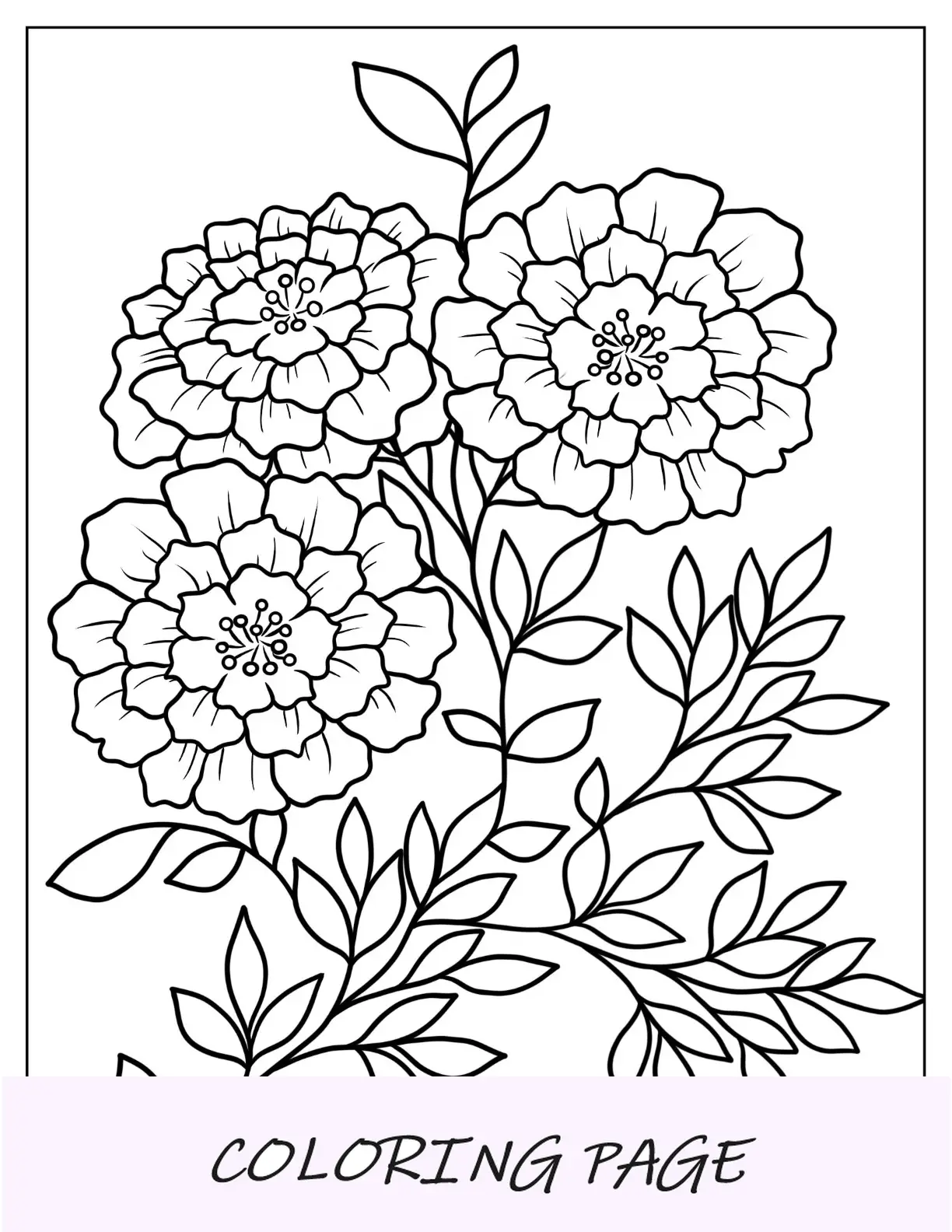 Desenhos para colorir de flores de três calêndulas
