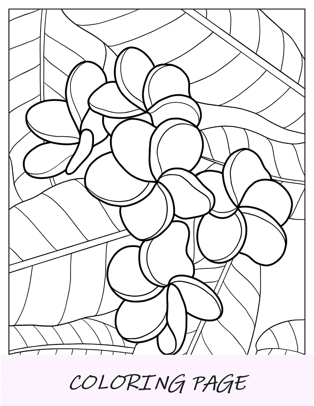 Páginas para colorir de flores de plumerias em folhas grandes