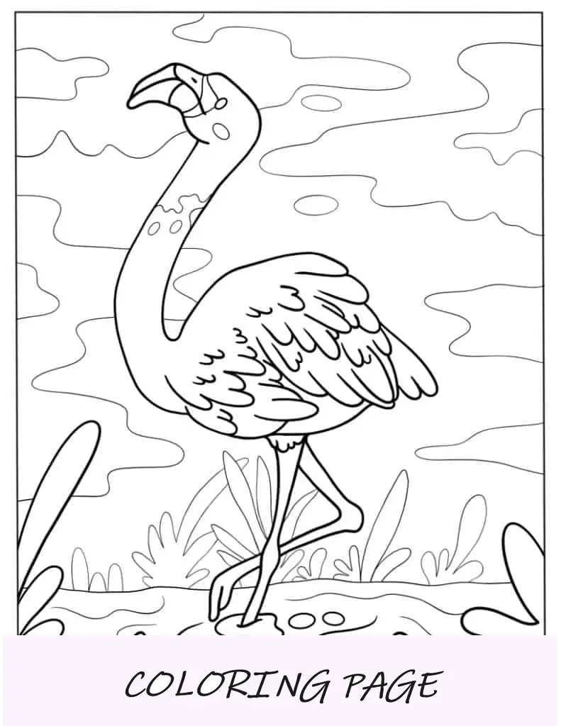Flamingo andando na água