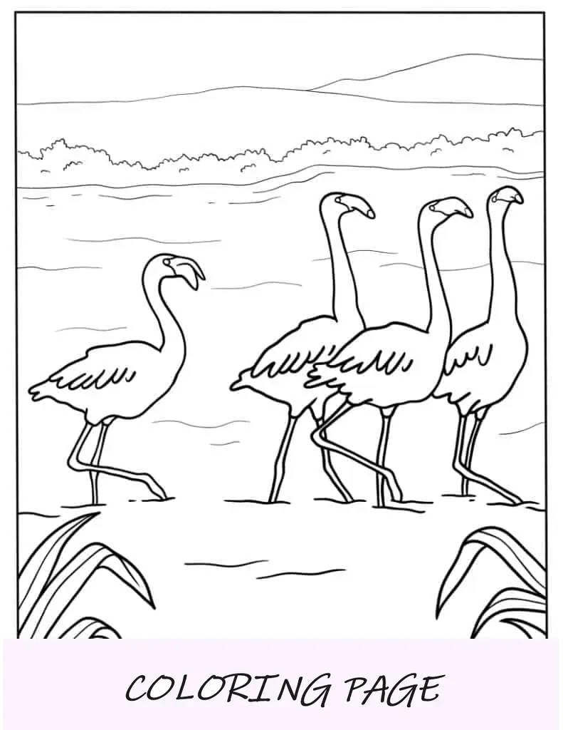 Bando de flamingos andando na água