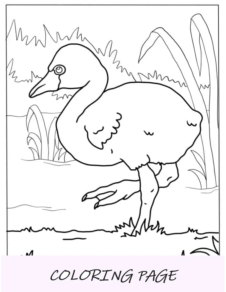 Flamingo bebê realista para colorir
