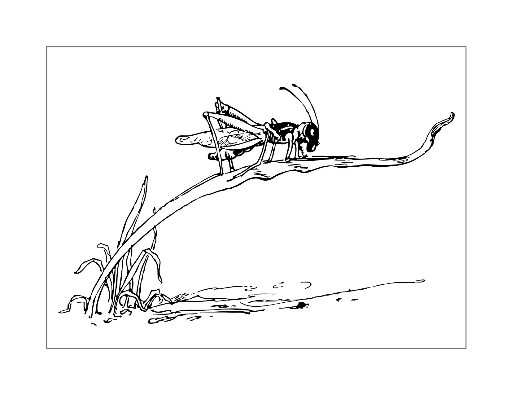 Cute Grasshopper Colorirng Page