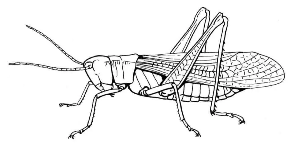 Realistic Grasshopper Coloring Page