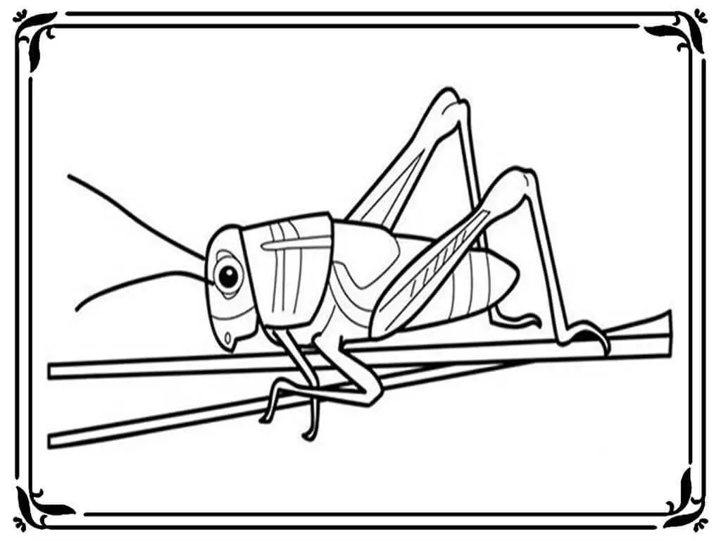 Grasshopper Coloring Page