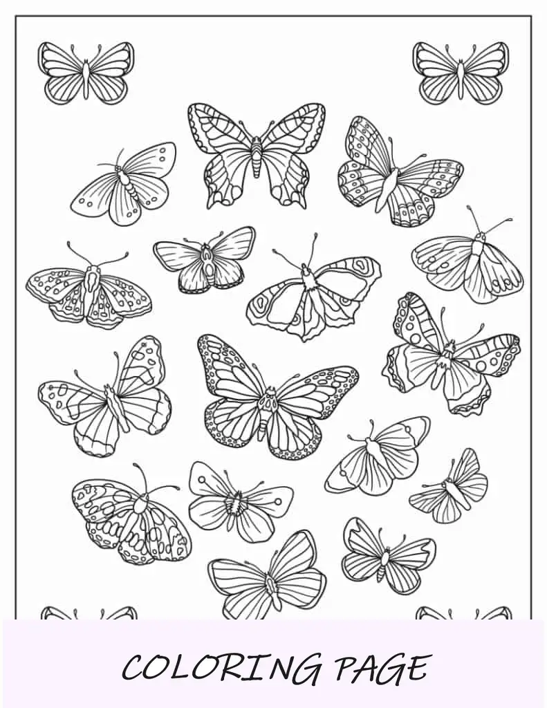 Vista superior de un surtido de mariposas