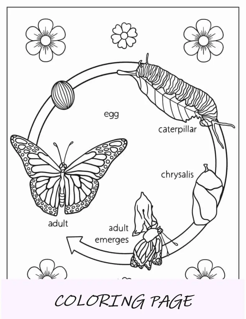 Ciclo de vida de una mariposa