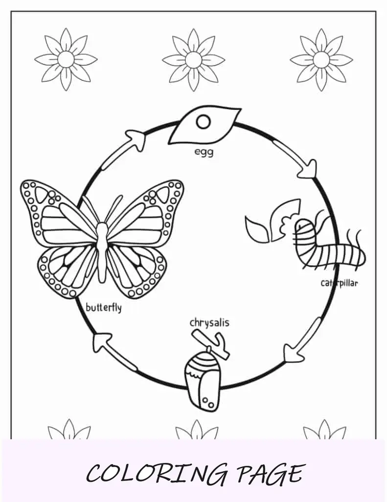 Ciclo de vida de la mariposa con etiquetas