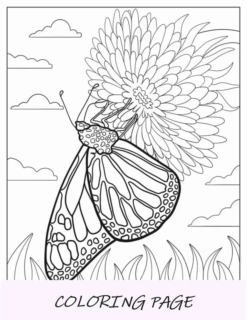 Mariposa monarca recogiendo polen de la flor Zinnia