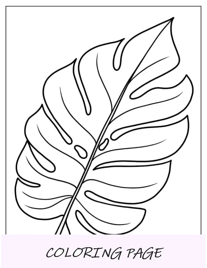 Hoja Tropical De Monstera Para Colorear
