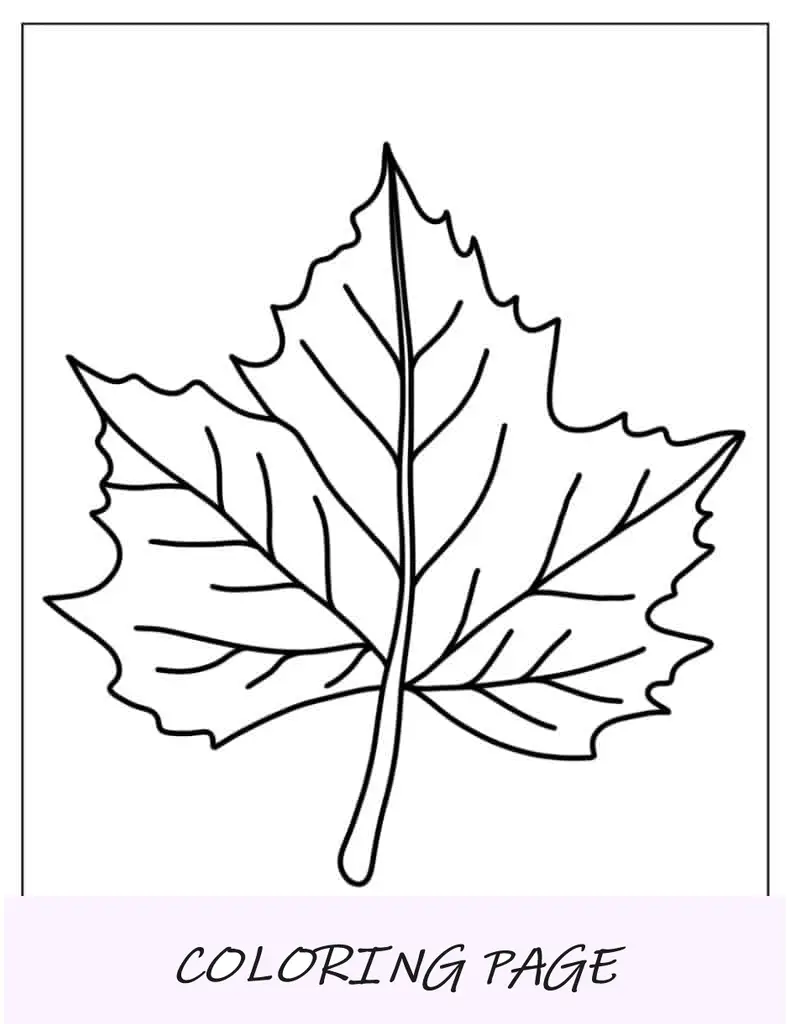 Página para colorear de hoja de arce