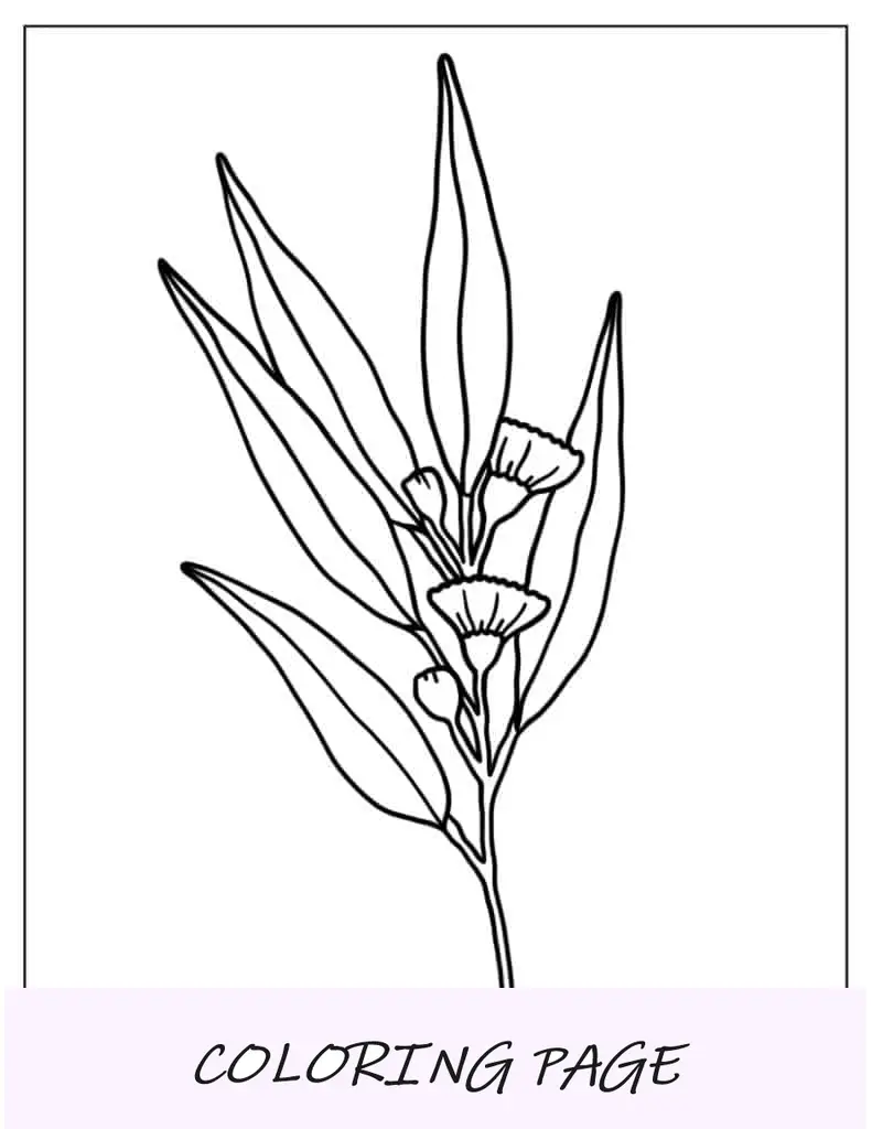 Hojas De Eucalipto Con Flores