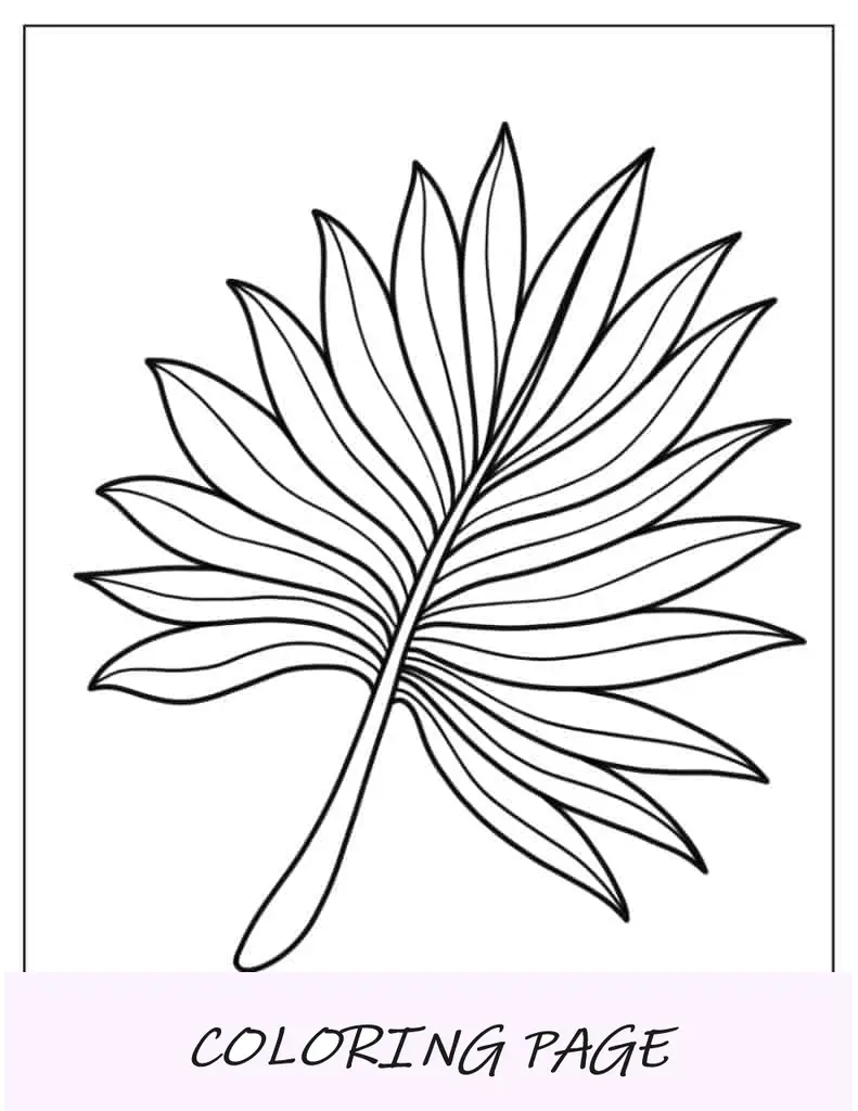 Hoja en forma de abanico