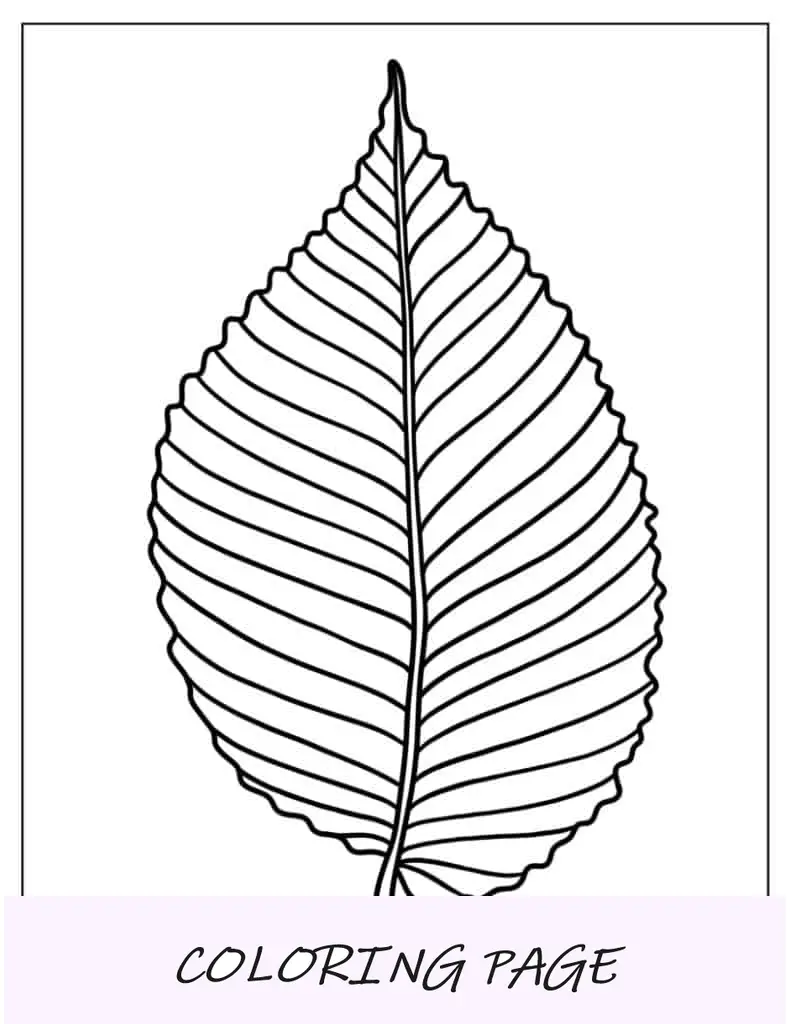 Hoja de olmo para colorear