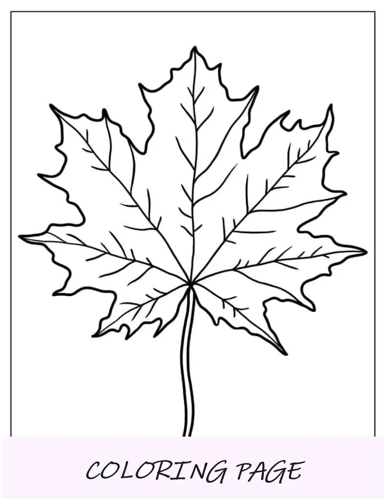 Hoja de arce canadiense