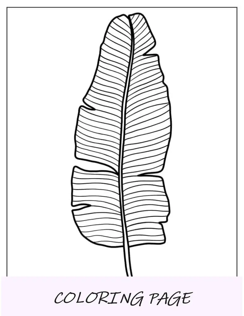 Hoja para colorear de hoja de plátano