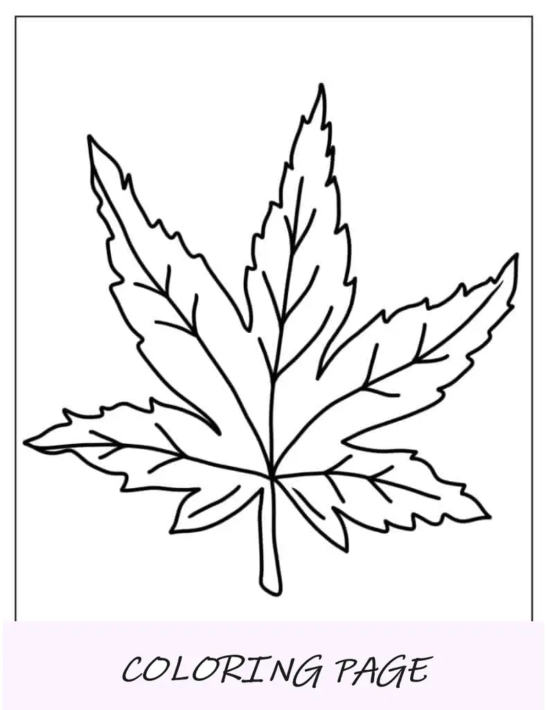 Hoja de arce simple para colorear