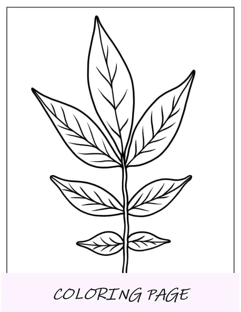 Hoja para colorear de hoja de acacia