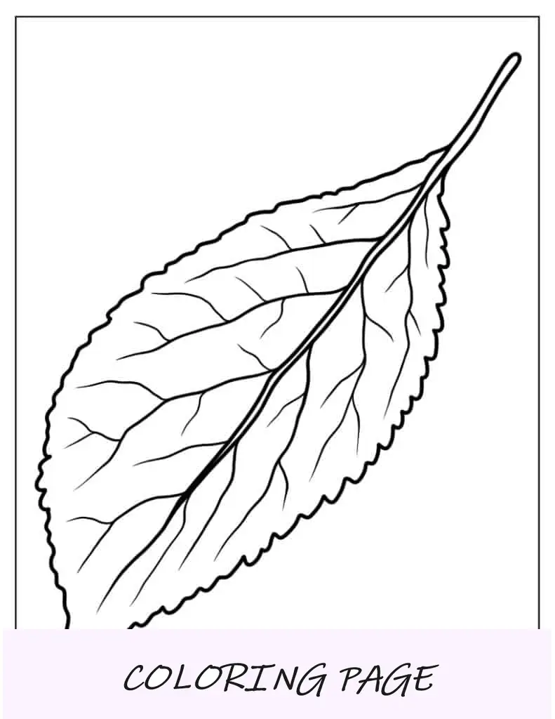 Hoja de cerezo silvestre